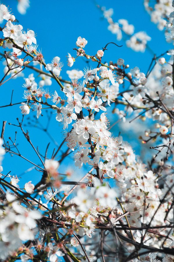 Astragale : entre tradition asiatique et complémentation moderne
